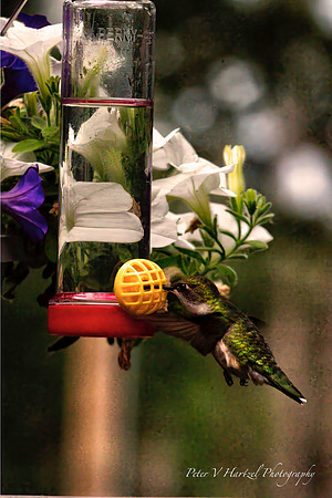 Ruby hummingbird-PVH
