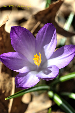 Crocus-Purple in the garden