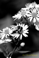 Bee-Black & White Photographic filter