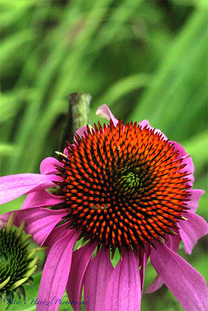Pinkish-Orange cone flower