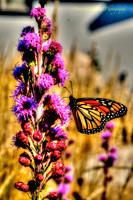 Monarch Butterfly with orange color correction wings-PVH