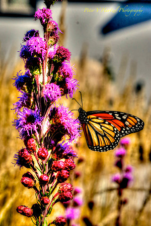 Monarch Butterfly with orange color correction wings-PVH