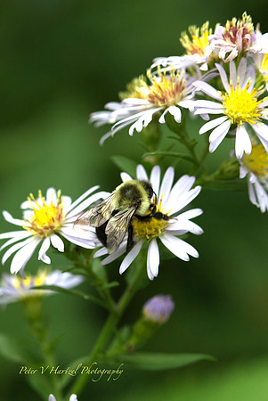 Busy Little Bee