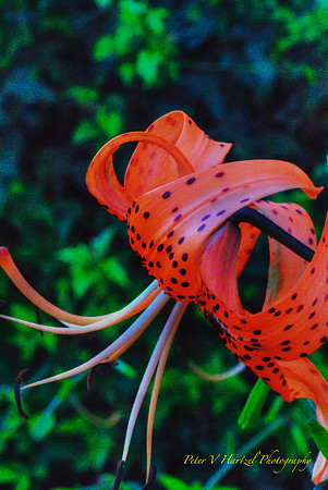Tiger Lilly-painted filter