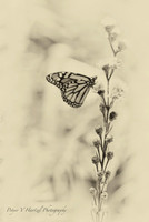 Climbing Monarch-sephia soft light-PVHjpg