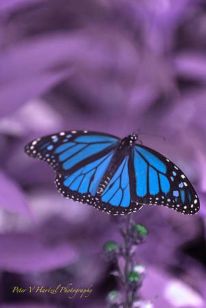 Butterfly beauty-the Monarch preparing for flight neon blue