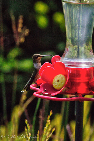 Humming bird reflections