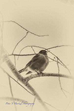Robin-old style print