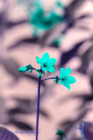 Neon Blue flowers