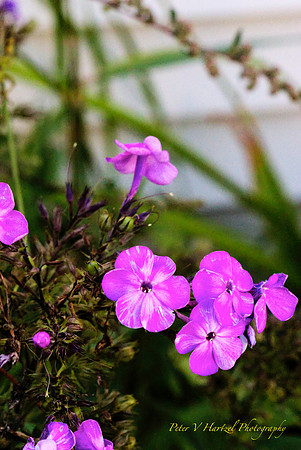 Little purple-pinkish flower