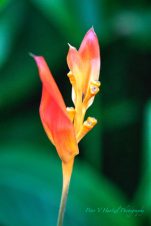 The flame