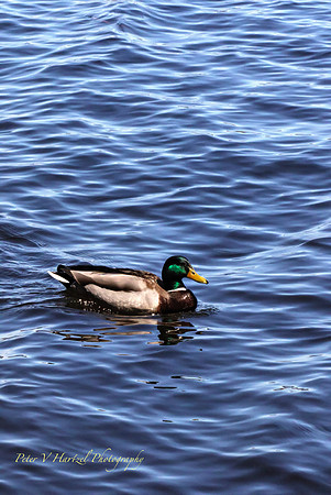 Mallard on Lake Calhoun