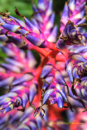 Kaleidoscope of color