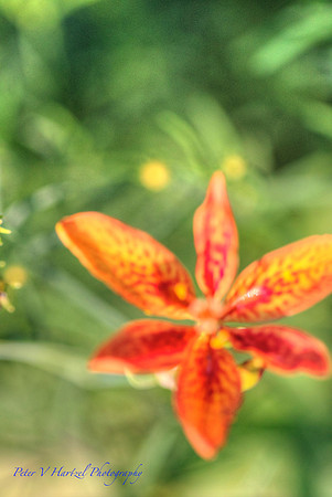 fire flower
