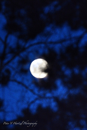 Winter Moon