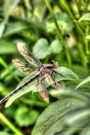Black Saddlebags-painted filter