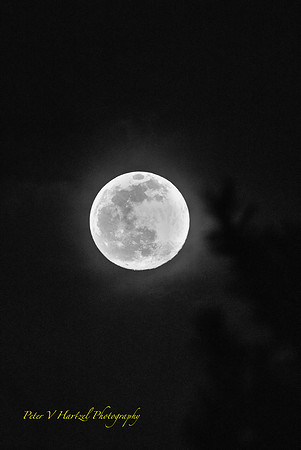 Super Worm Moon.B-W