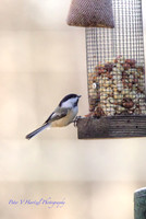 Black-capped Chicadee