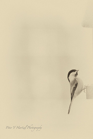 Perched Black-capped Chickadee old style