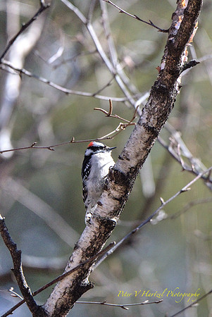 Perched Hairy Woodpecker-soft light