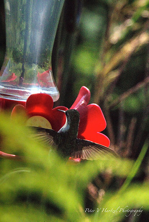Ruby-throated Hummingbird