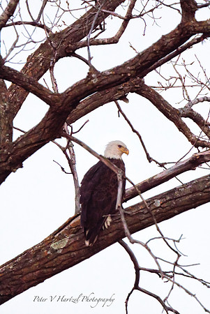 The face of Freedom