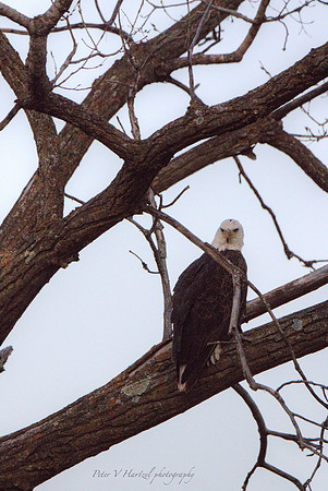 On the Hunt-Bald Eagle