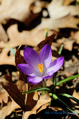 Longing for Spring