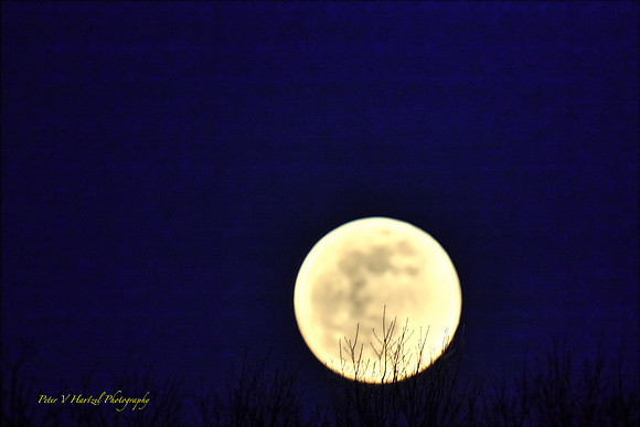 Super Moon-pink