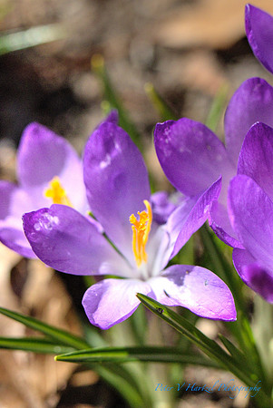 Springtime Crocus