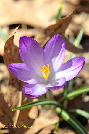 Springtime Purple Crocus