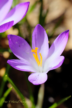 Spring is blooming