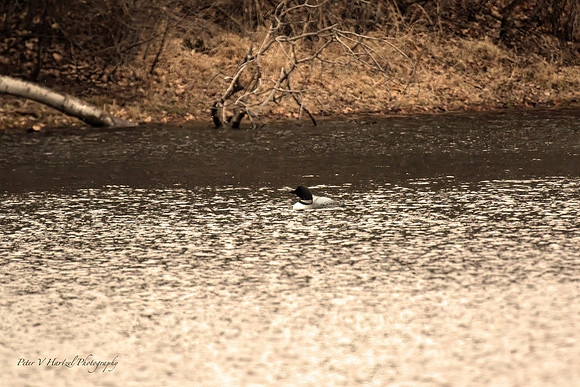 Loon swimimng peacefully in the pond