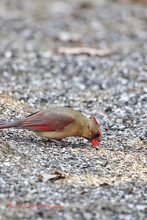 Female Northern Cardinal-springtime