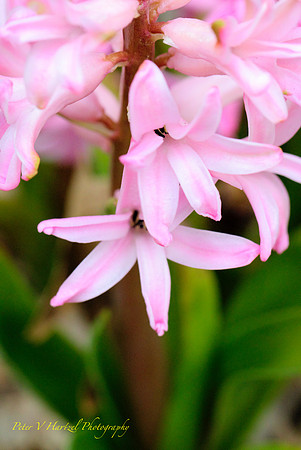 Spingtime Pink Flowers