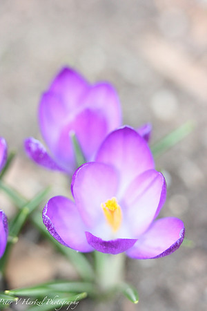 Crocus
