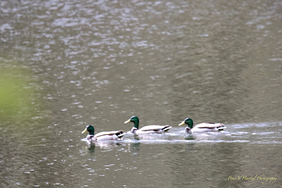 Having my Ducks in a row