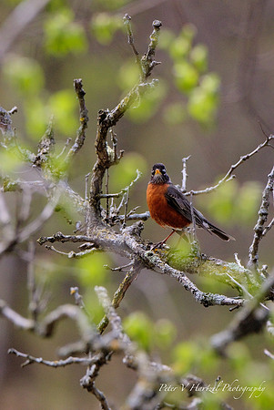 Robin_Lake Elmo