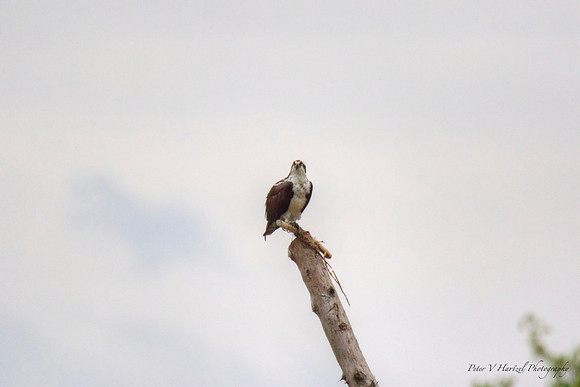 Osprey at Lake elmo park reserve
