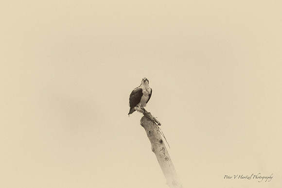 Osprey- Lake elmo park reserve old style
