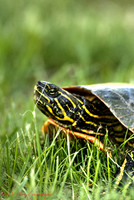 Coming out of your shell