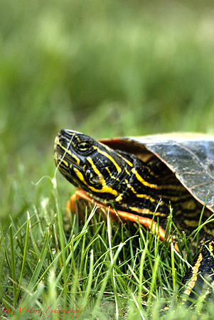 Coming out of your shell