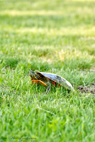 Turtle in the yard