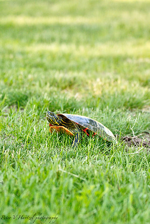 Turtle in the yard