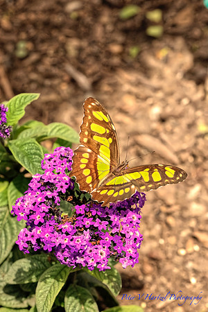 Golden Butterfly on purple flowers