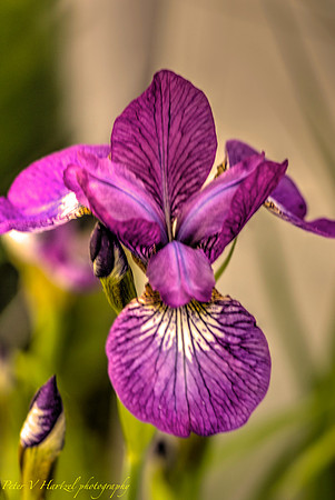 Purple Iris