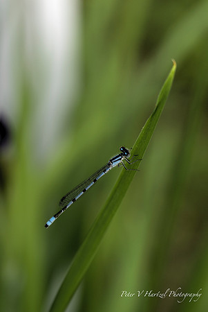 Marsh Bluet