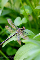 Black Saddlebags in the garden