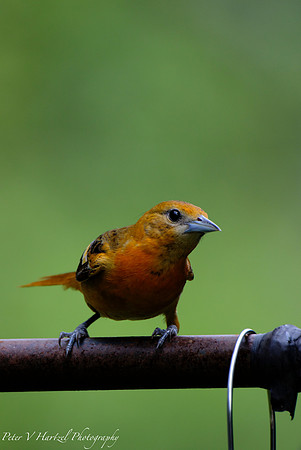 Female Oriole early summer