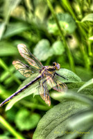Black Saddlebags-painted filter